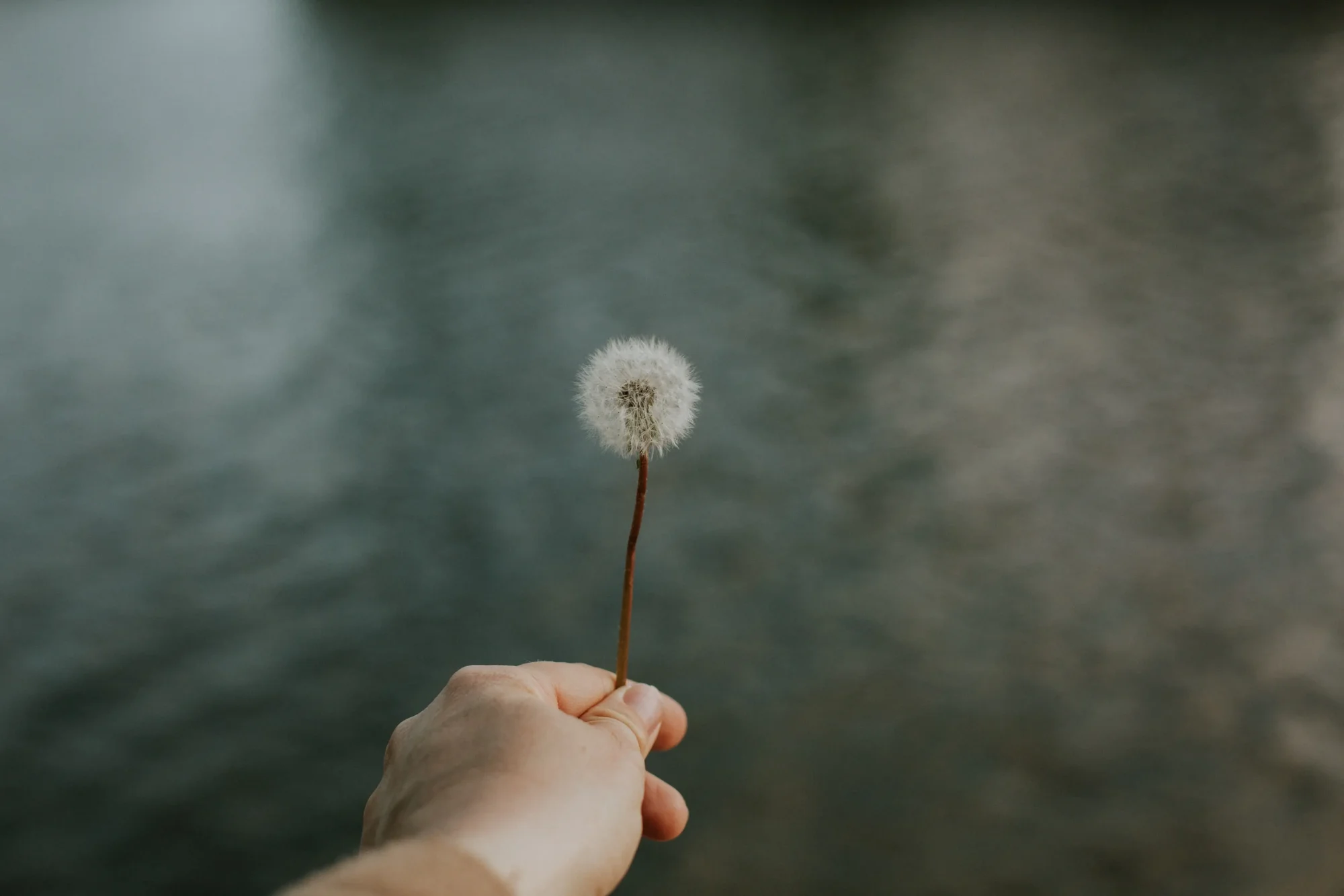 Eine Hand hält eine Pusteblume