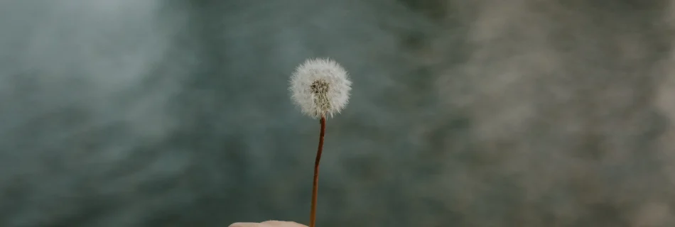 Eine Hand hält eine Pusteblume